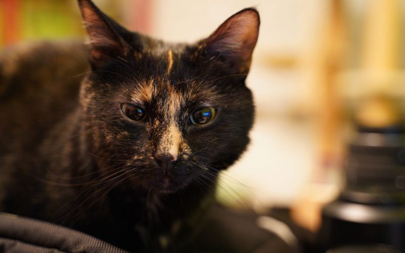 Hauskatze – Lotte (Travia)