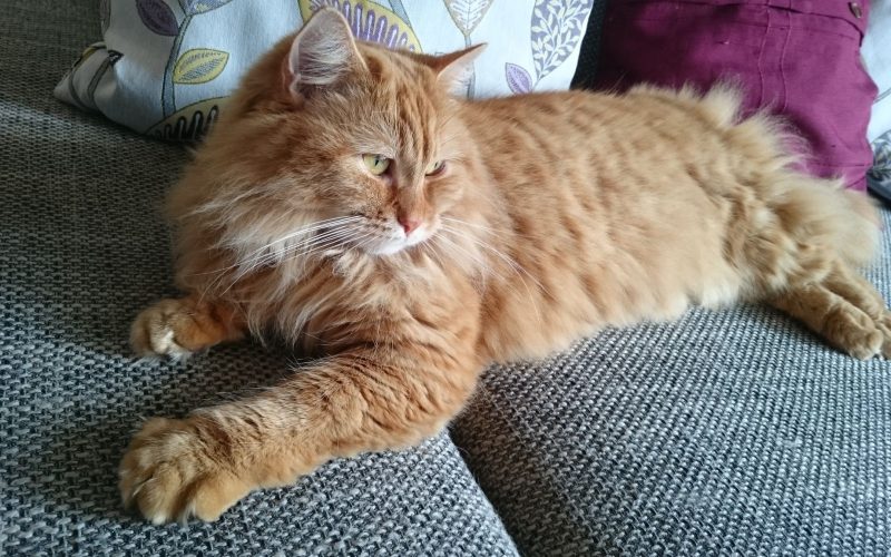 Maine-Coon „Gibsy“