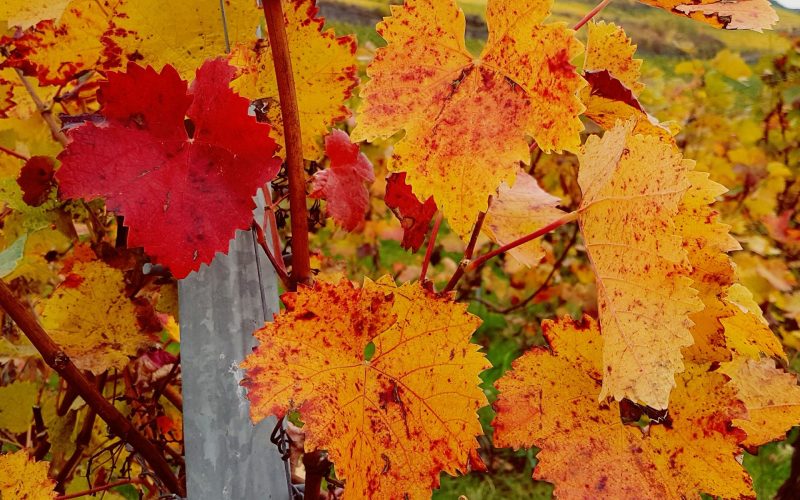 Deutschland – Mosel im Oktober 2016