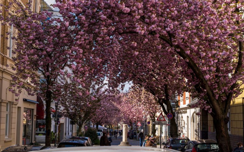 Deutschland – Kirschblüte in Bonn – Ein rosa Frühlingstraum