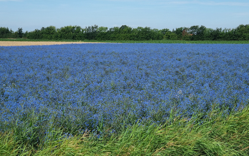 Holland – Oostkapelle – Juli 2022