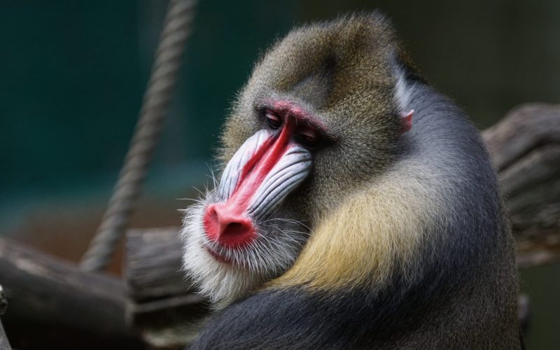Ein tierisch guter Tag im Zoo Duisburg – 30.07.2018